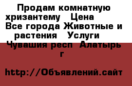 Продам комнатную хризантему › Цена ­ 250 - Все города Животные и растения » Услуги   . Чувашия респ.,Алатырь г.